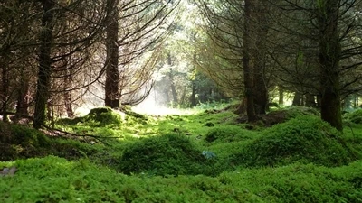 Polpa moldada sem novas árvores: como a fibra reciclada alimenta embalagens-g...